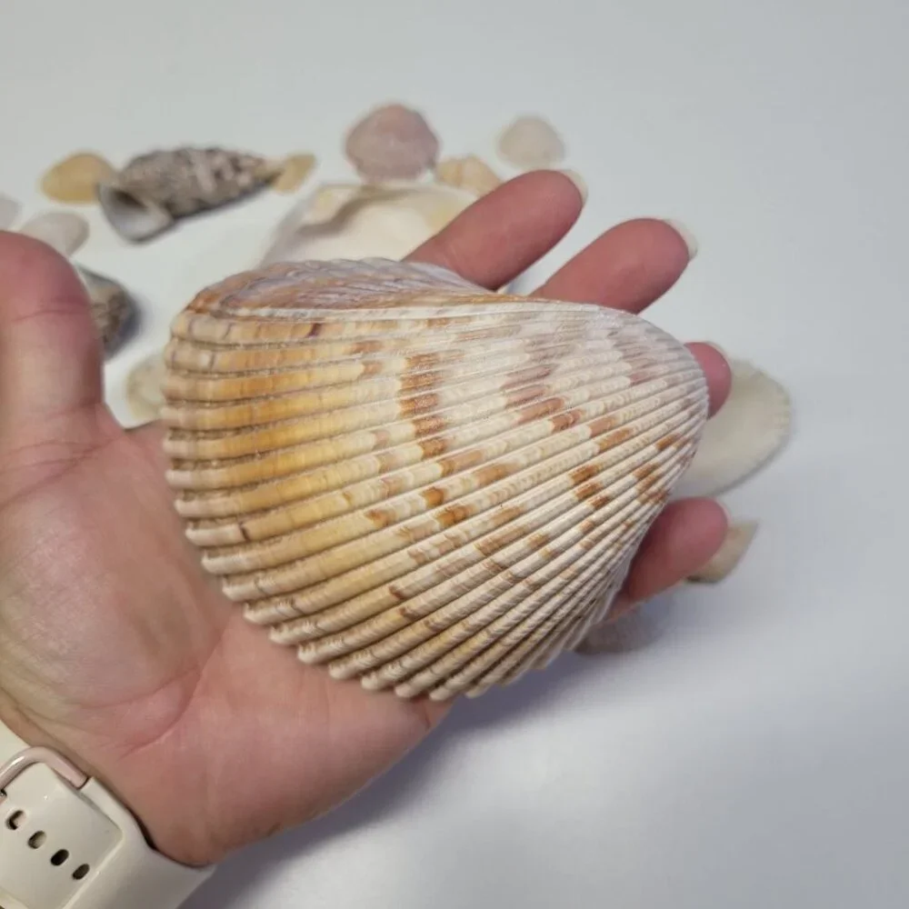 Nautical Seashell Lot Decor Starfish Mixed Sizes‎ Colors Half Clam 25 Pieces